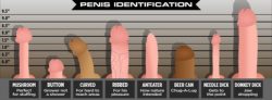 Penis Identification Chart