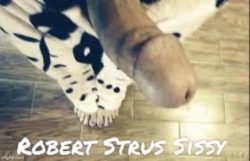 Robert Strus Sissy